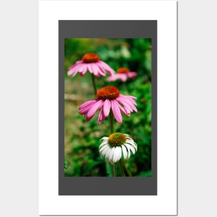 Echinacea Purpurea Posters and Art